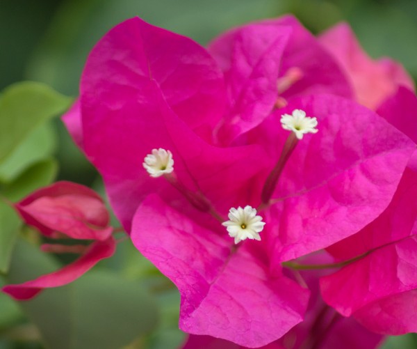 Azalea Bloom by Melody Rossi